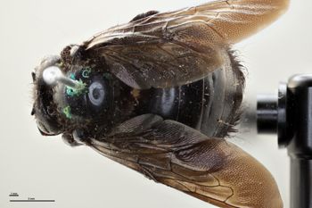 Media type: image;   Entomology 815956 Aspect: habitus dorsal view